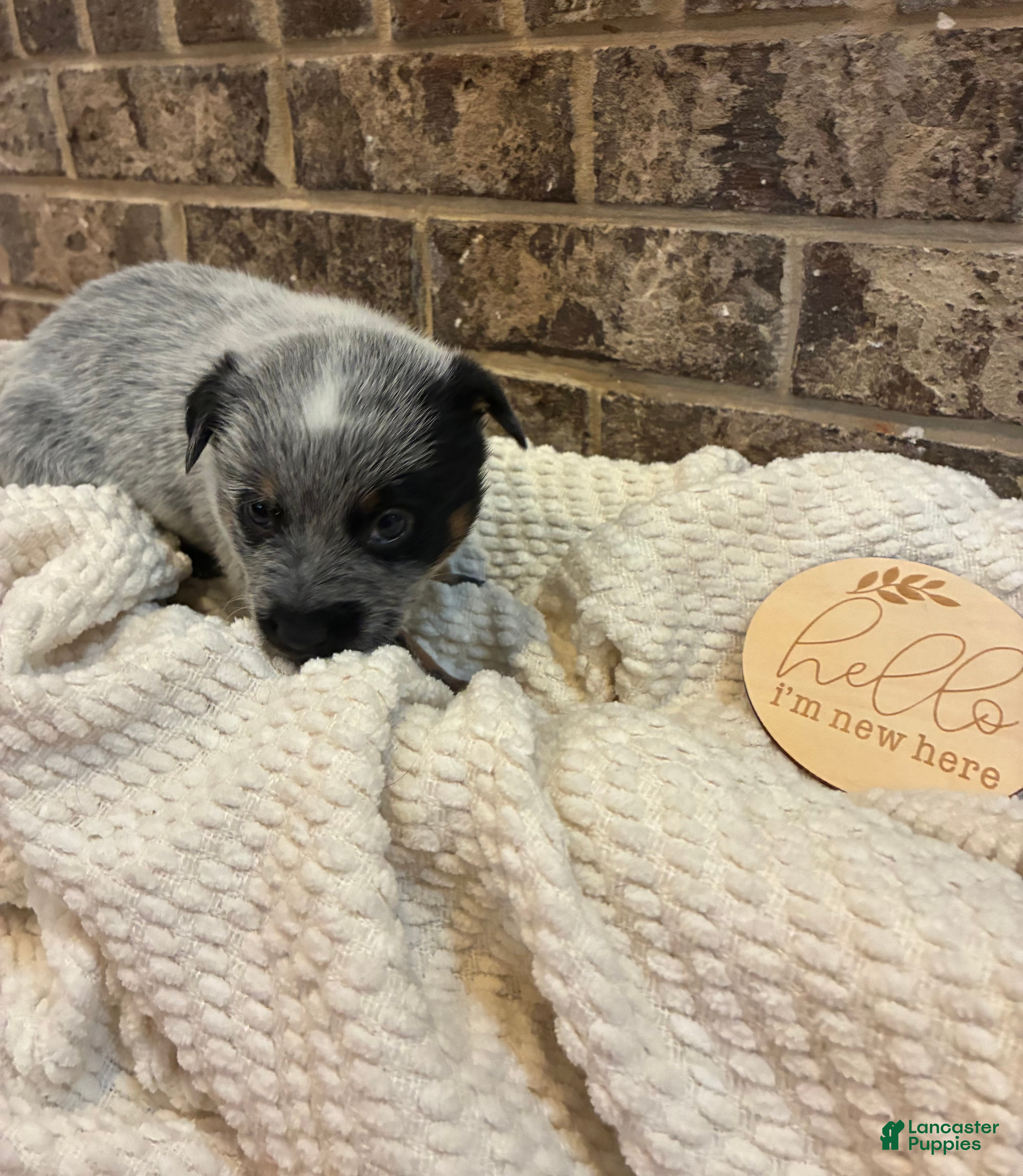 Australian Cattle Dog dogs Australian Cattle Dog blue female 2 - Ad 1