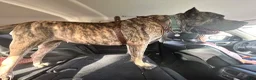 Presa Canario dogs for sale: Presa Canario 3 - Ad 7