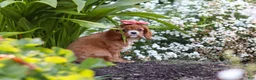 Cavalier King Charles Spaniel dogs for sale: Minnie - Ad 5