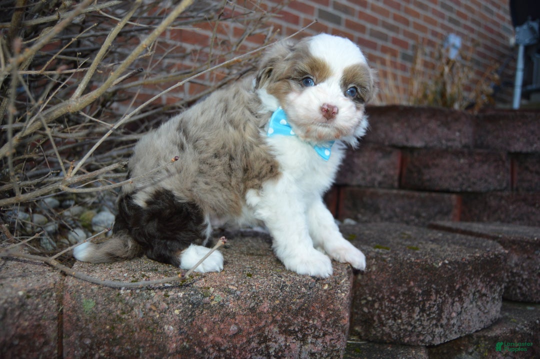 Mini Aussiedoodle dogs for sale: Toy Ace - Ad 10