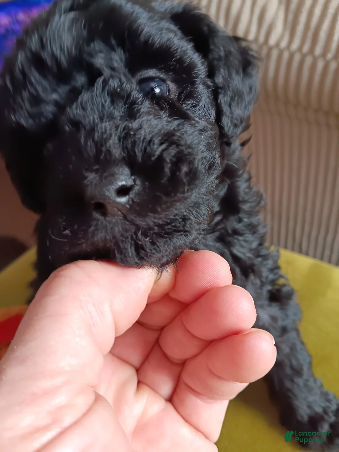 Miniature Poodle dogs for sale: Jean Pierre - Ad 3