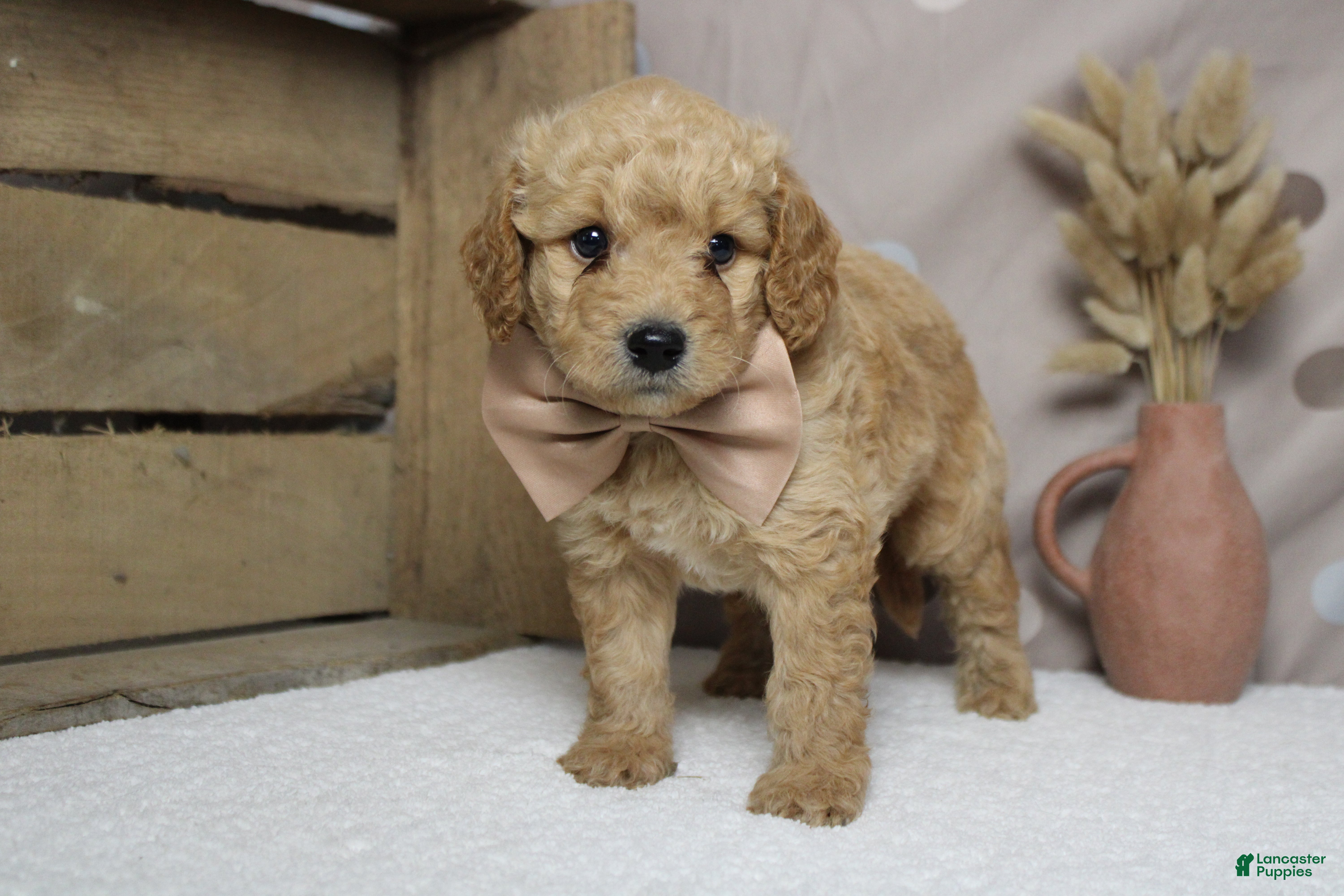Goldendoodle dogs Alfredo - Ad 14