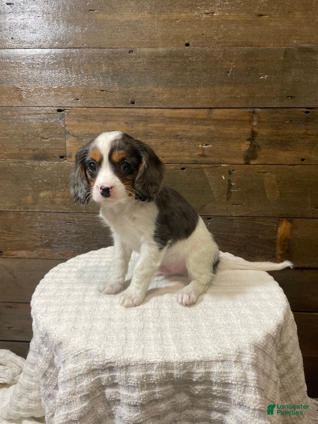 Cavapoo dogs for sale: Cooper - Ad 2