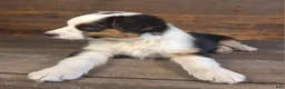 Australian Shepherd dogs for sale: Ephraim - Ad 4