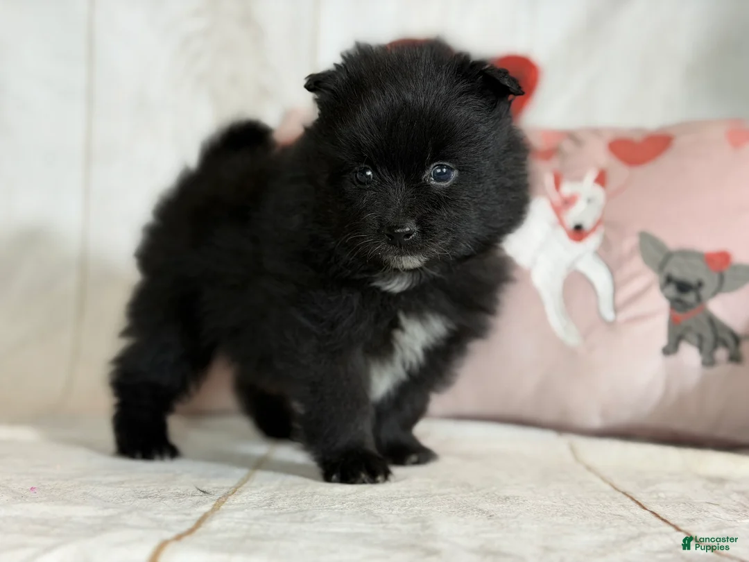 Pomeranian dogs for sale: Teddy - Ad 4
