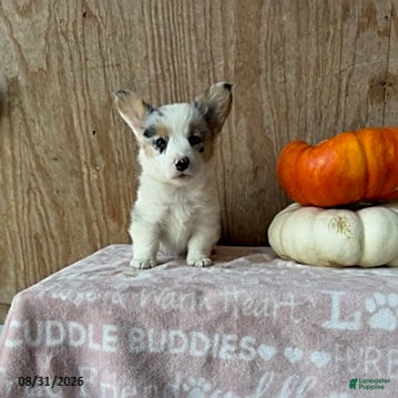 Welsh Corgi Pembroke dogs Ellie - Ad 1