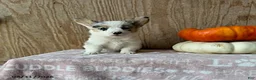 Welsh Corgi Pembroke dogs for sale: Ellie - Ad 1
