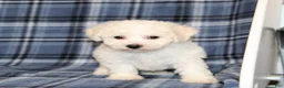 Bichon Frise dogs for sale: Fawn - Ad 3