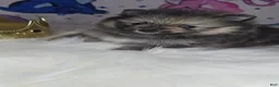 Pomeranian dogs for sale: Beastie - Ad 7