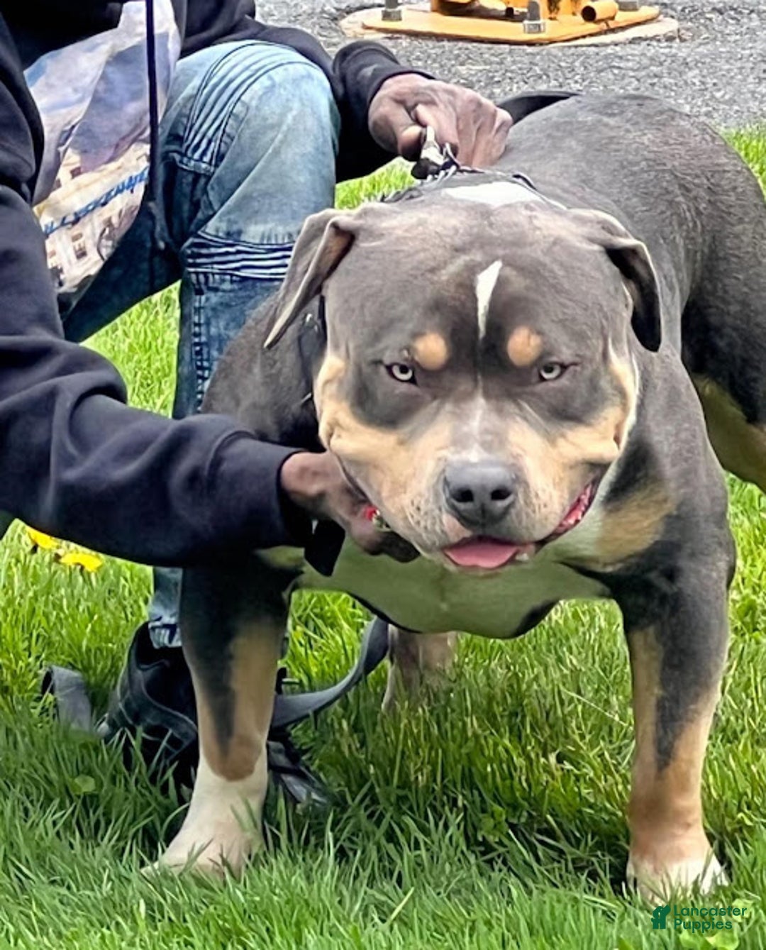 American Bully dogs for sale: American Bully - Ad 4