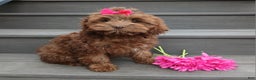 Cockapoo dogs for sale: Zola - Ad 5