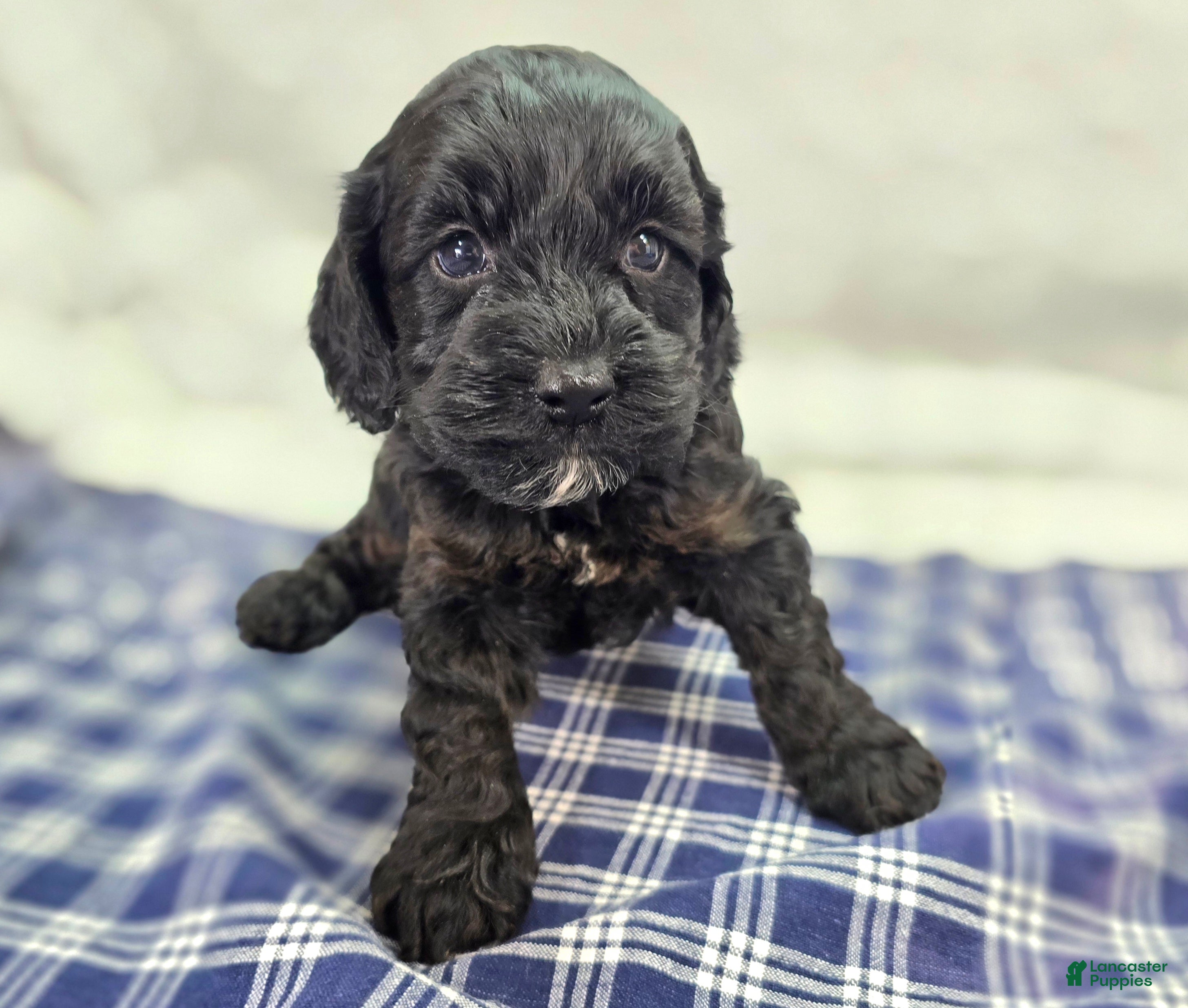 Cockapoo dogs Nova - Ad 24