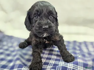 Cockapoo dogs Nova - Ad 23