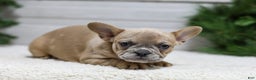 French Bulldog dogs for sale: Carter - Ad 2