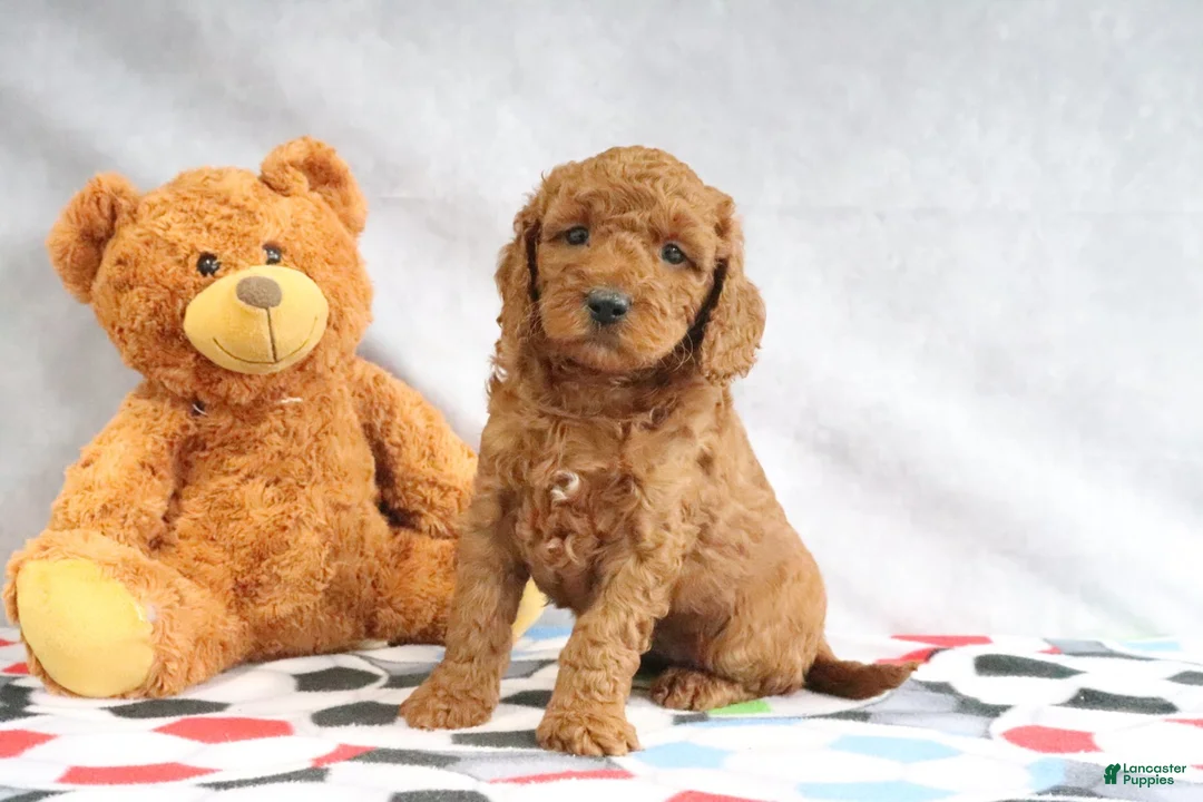 Mini Goldendoodle dogs for sale: Allie - Ad 2