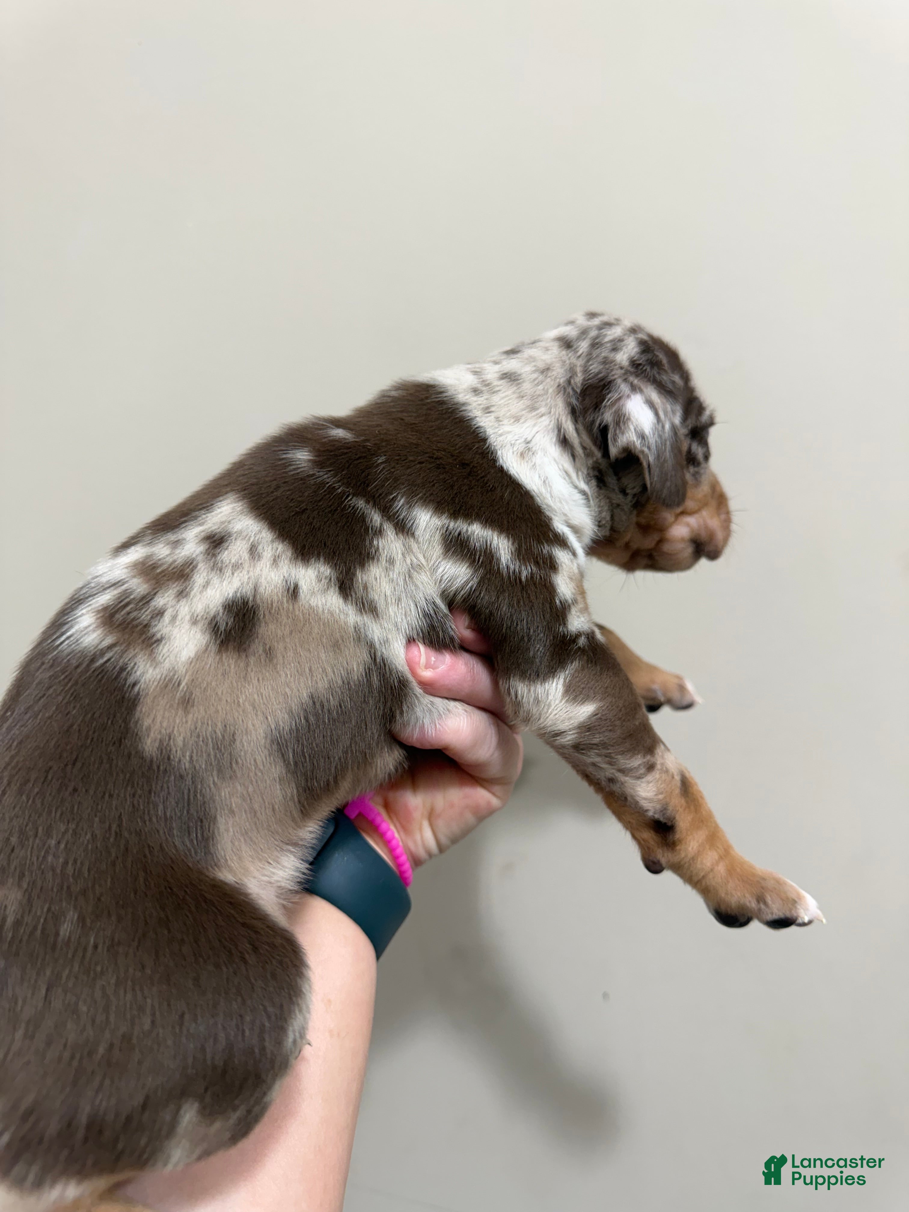 Catahoula Leopard Dog dogs Red Leopard Boy - Ad 2