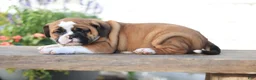 Beabull dogs for sale: Maple - Ad 5