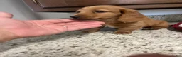 Miniature Dachshund dogs for sale: Winter - Ad 3