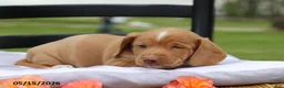 Miniature Dachshund dogs for sale: Amigo - Ad 1