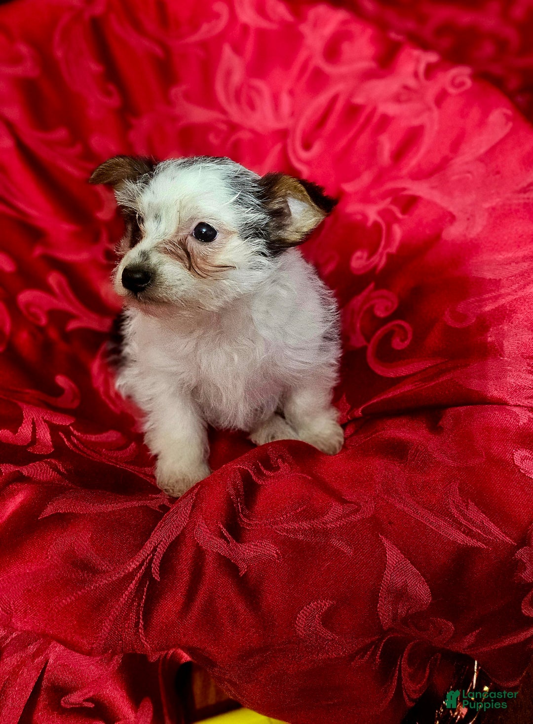 Yorkshire Terrier dogs for sale: Charley  - Ad 4