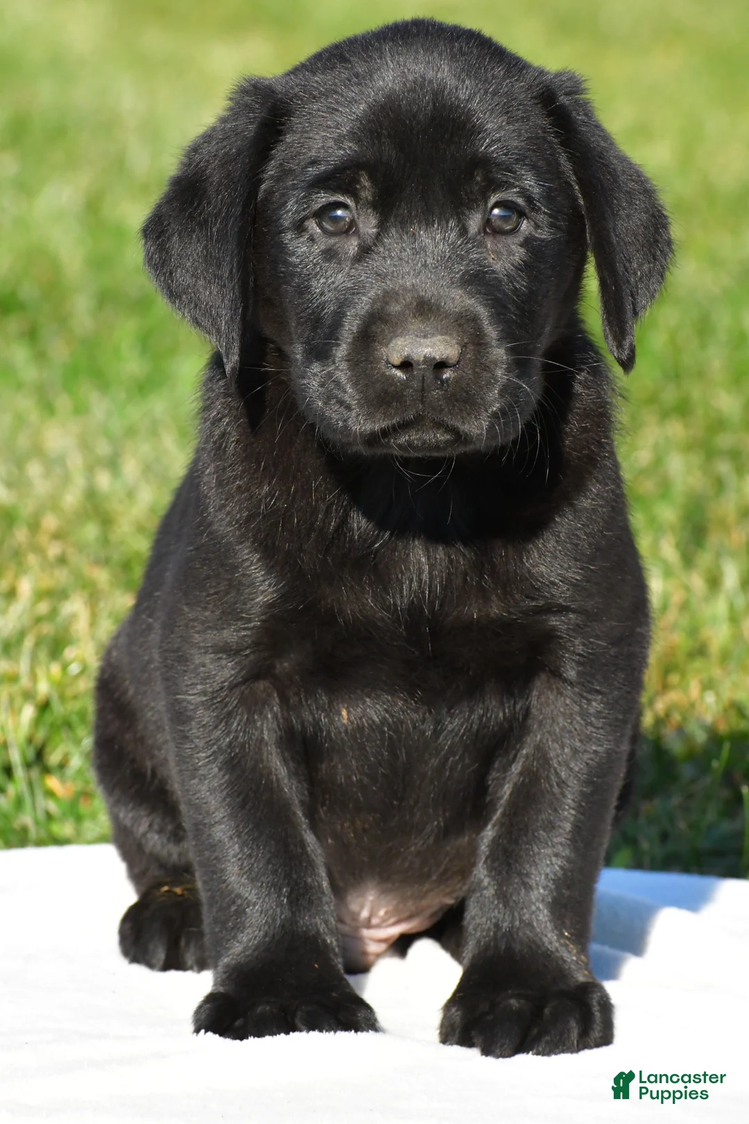 Labrador Retriever dogs for sale: Cade - Ad 1