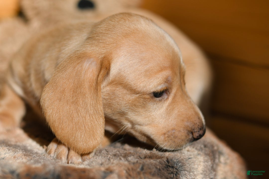 Dachshund dogs for sale: Teddy - Ad 5