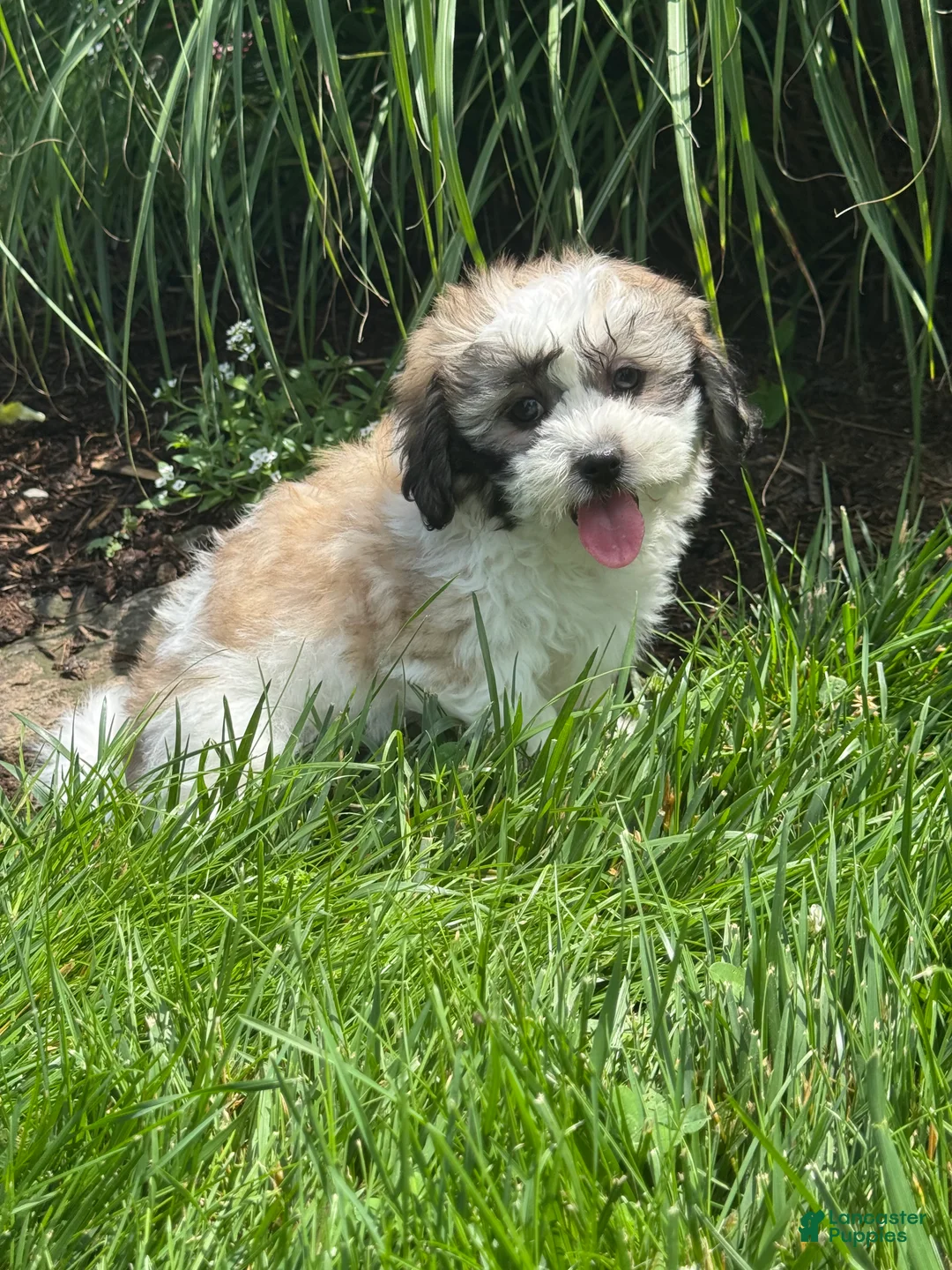Teddy Bear dogs for sale: Janie  - Ad 1