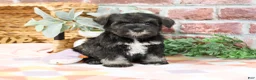 Miniature Schnauzer dogs for sale: Kanga  - Ad 8