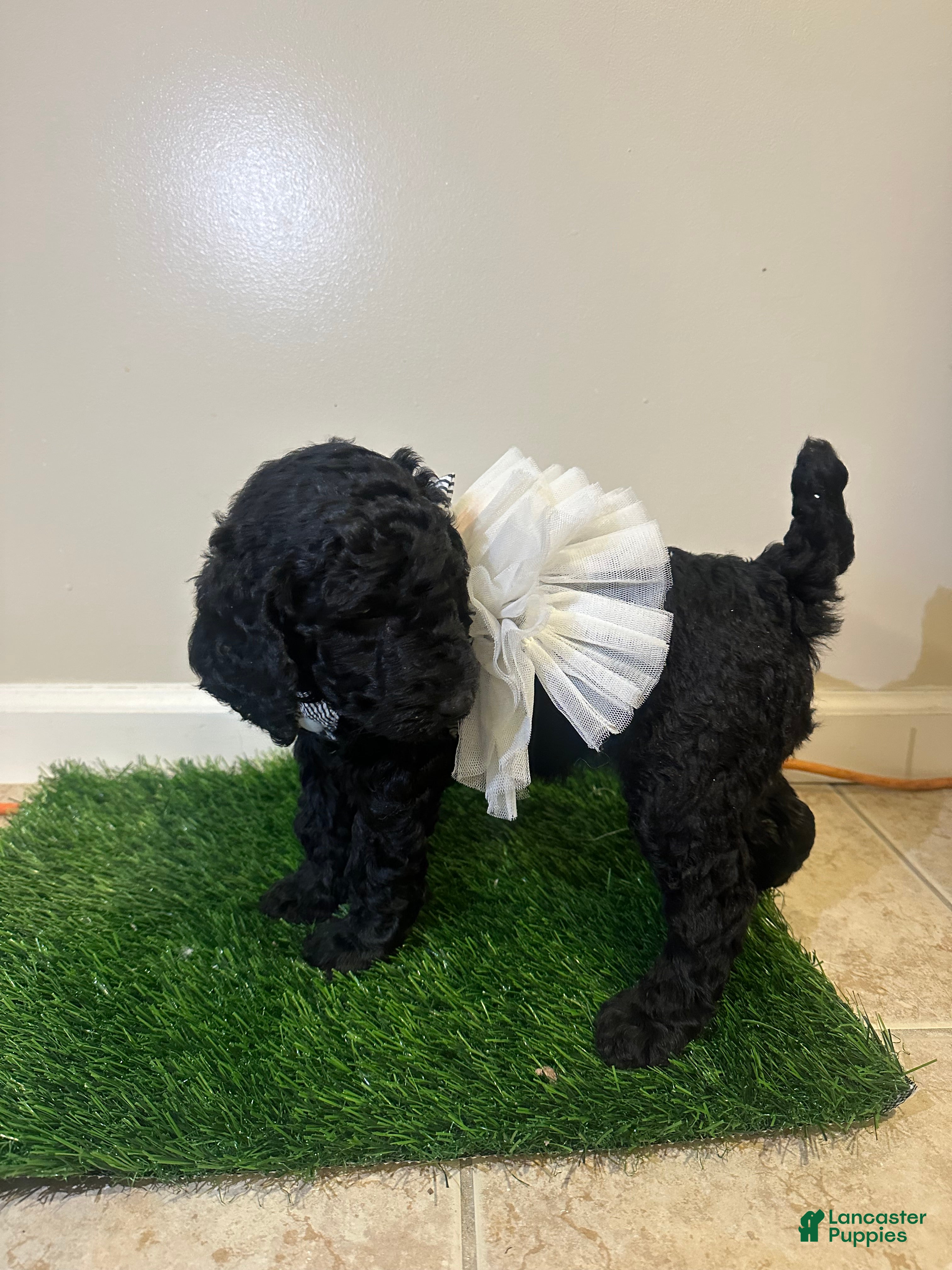 Standard Poodle dogs Noli - Ad 2