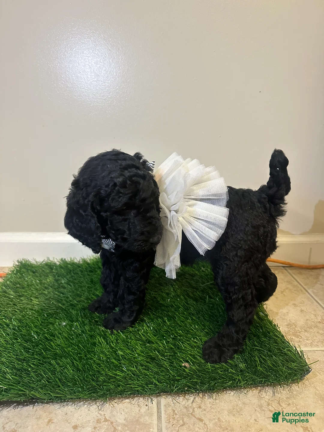 Standard Poodle dogs for sale: Noli - Ad 2