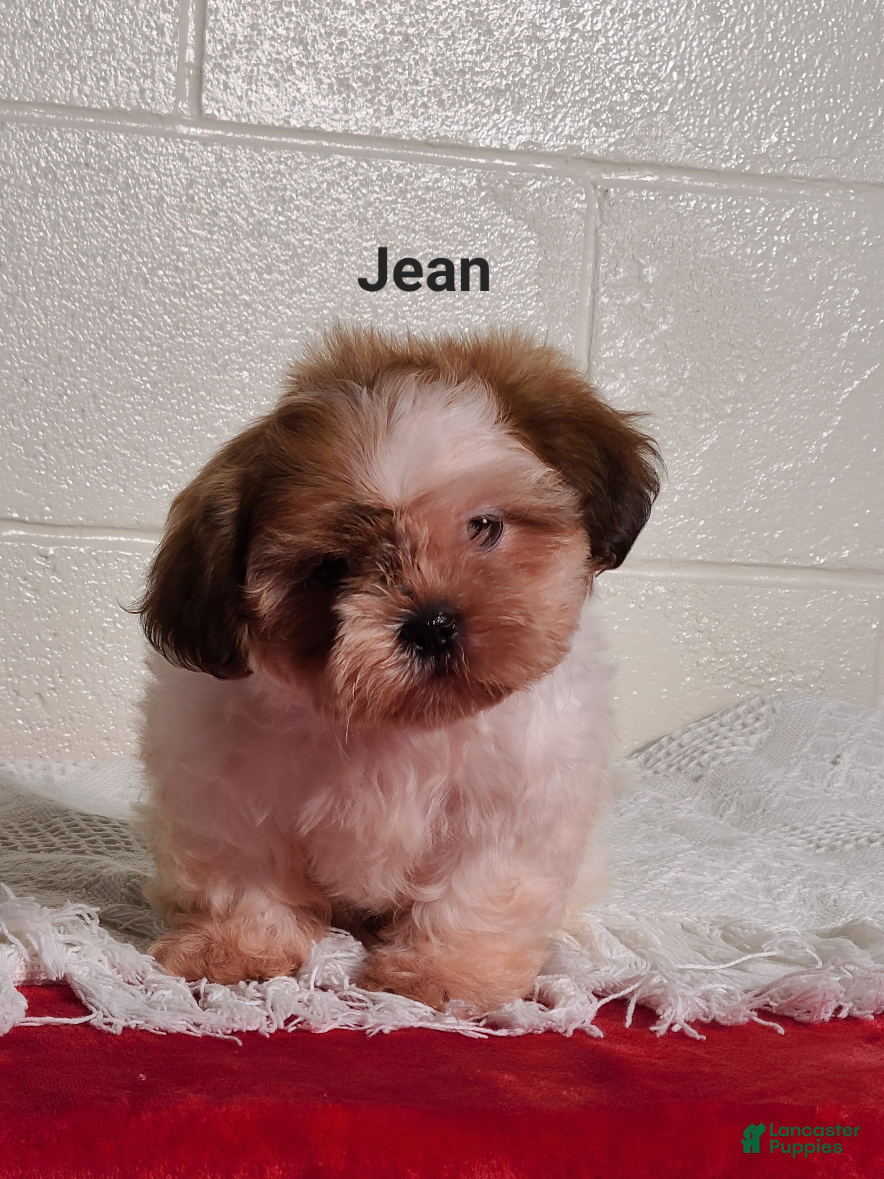 Shih Tzu dogs for sale: Jean  - Ad 2