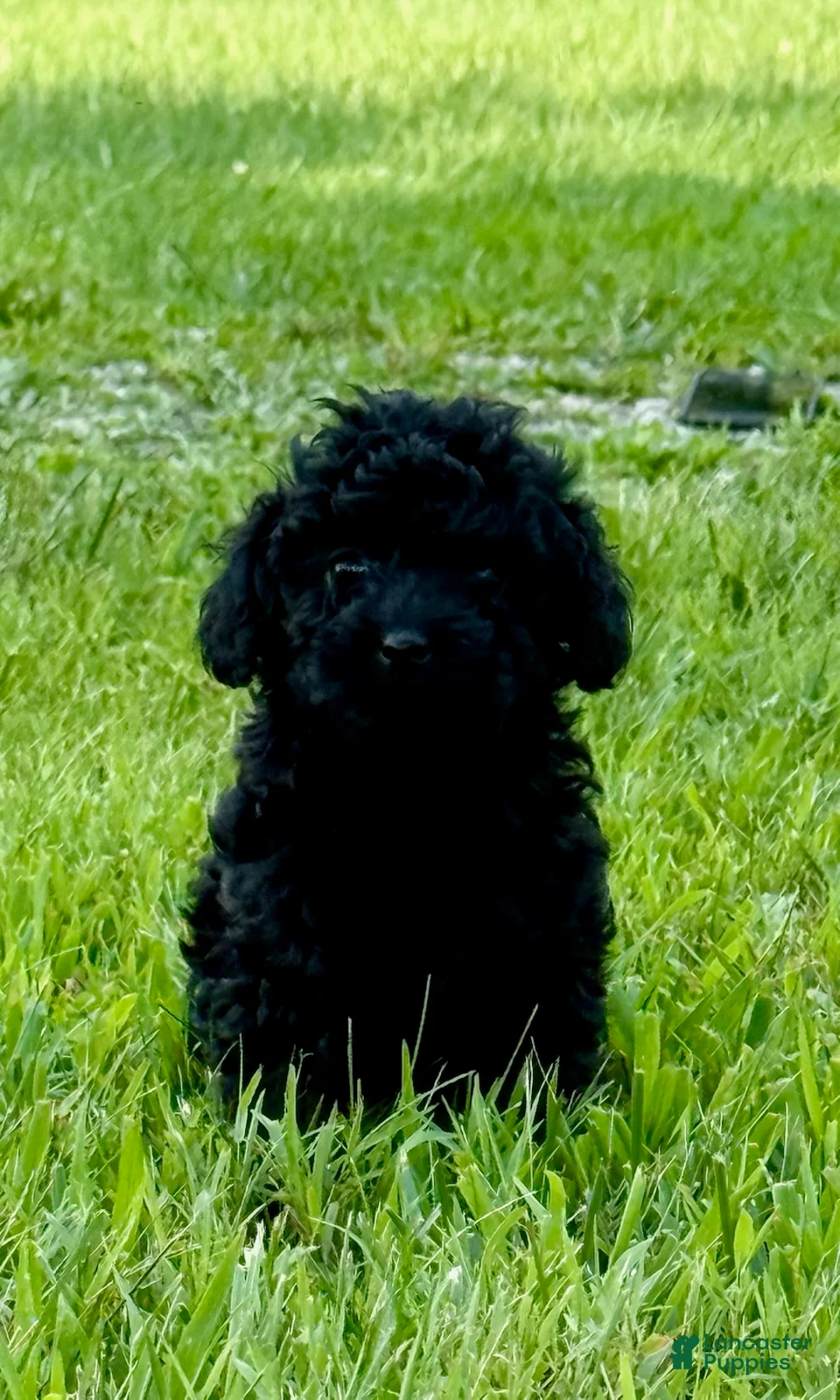 Toy Poodle dogs for sale: BB - Ad 1