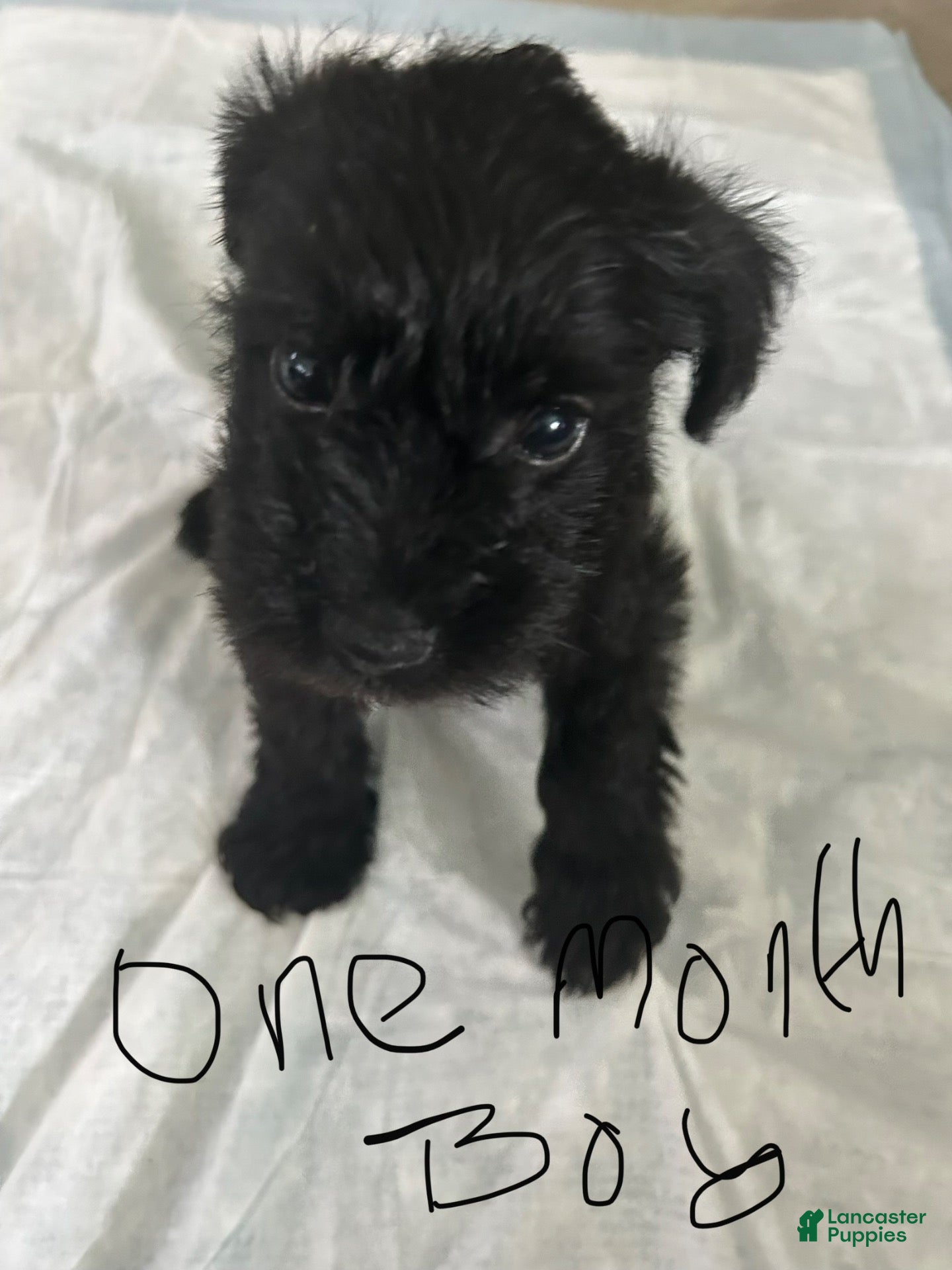 Schnauzer dogs for sale: Schnauzer 2 - Ad 2
