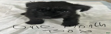 Schnauzer 2