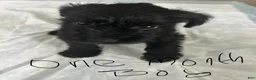 Schnauzer dogs for sale: Schnauzer 2 - Ad 1