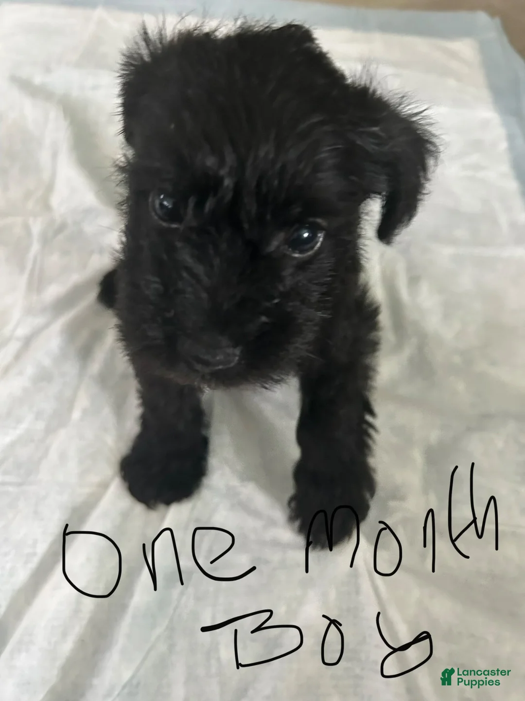 Schnauzer dogs for sale: Schnauzer 2 - Ad 1