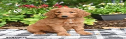 Goldendoodle dogs for sale: Richie - Ad 5