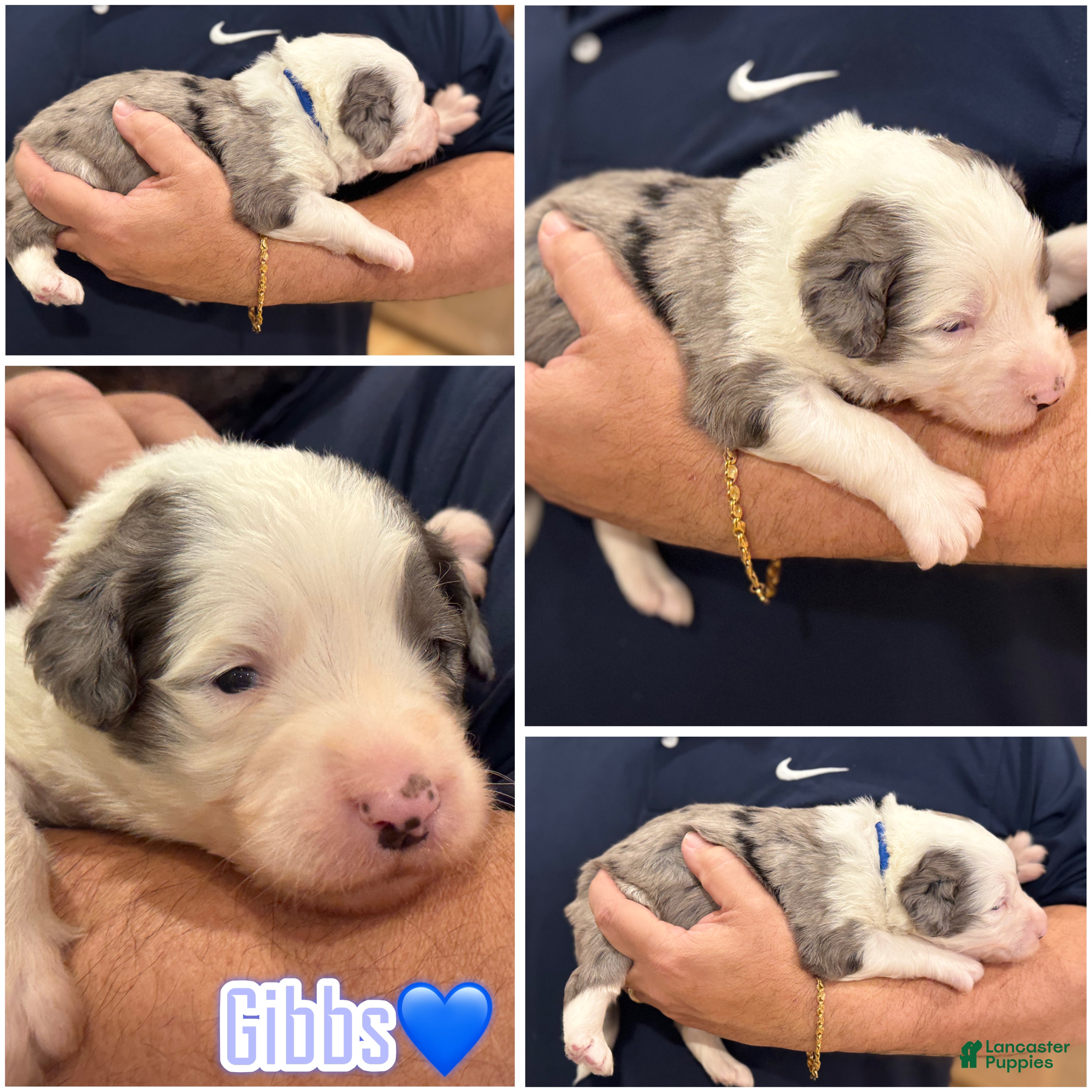 Bernedoodle dogs Gibbs - Ad 9