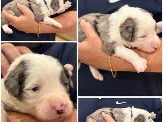 Bernedoodle dogs Gibbs - Ad 25