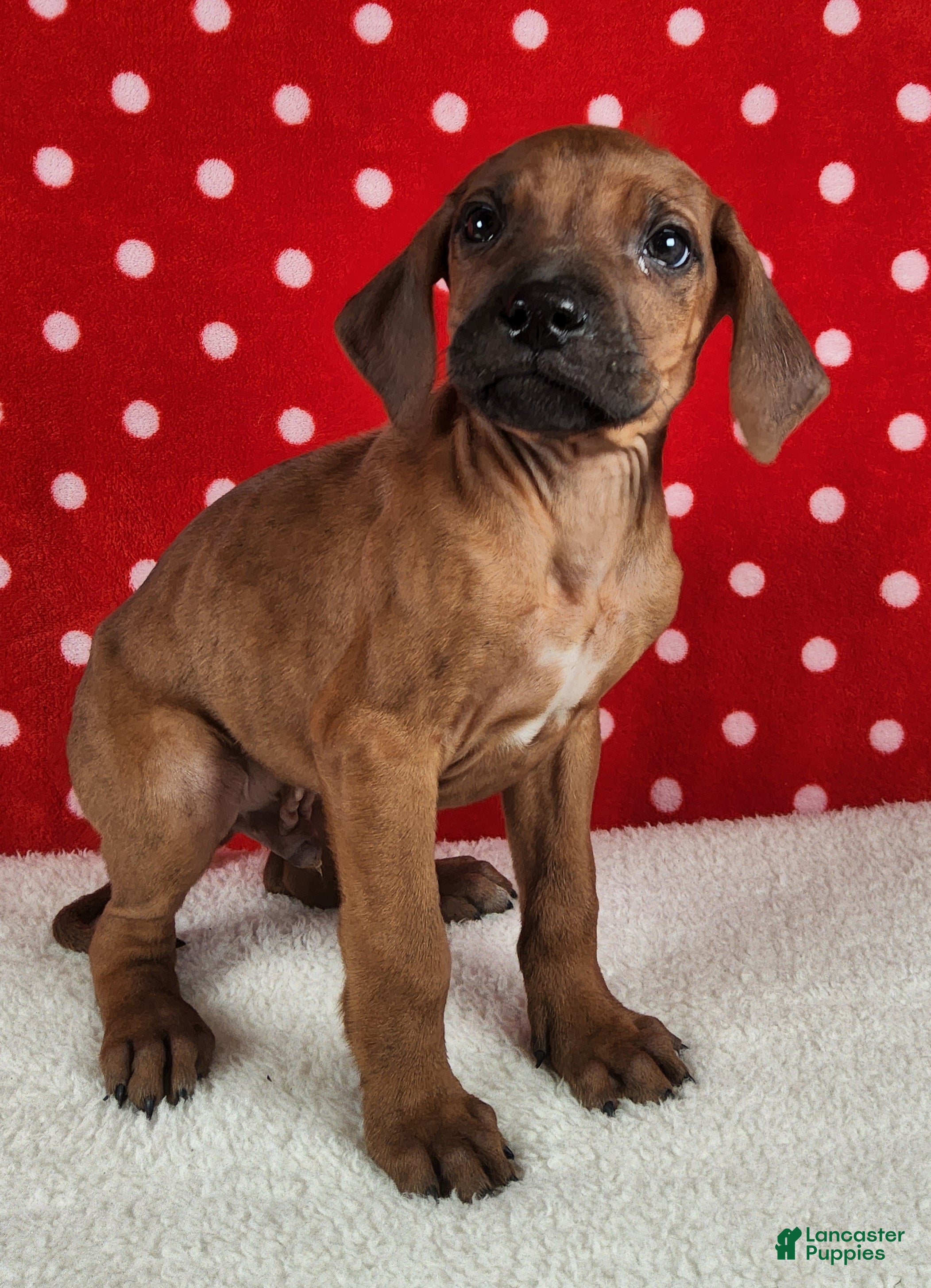 Rhodesian Ridgeback dogs Toby - Ad 2