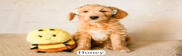 Goldendoodle dogs for sale: Honey - Ad 9