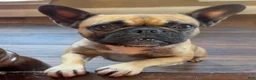 Mixed Breed dogs for sale: Skittles - Ad 6