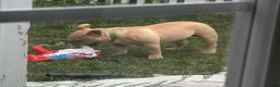 American Bully dogs for stud: Bully - Ad 4