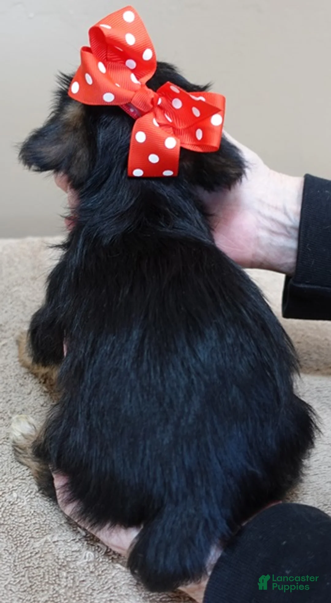 Yorkshire Terrier dogs for sale: Rio  - Ad 9