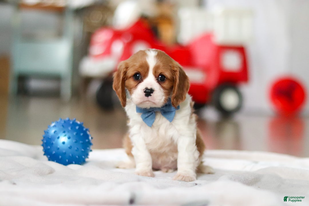 Cavalier King Charles Spaniel dogs for sale: Oscar - Ad 2