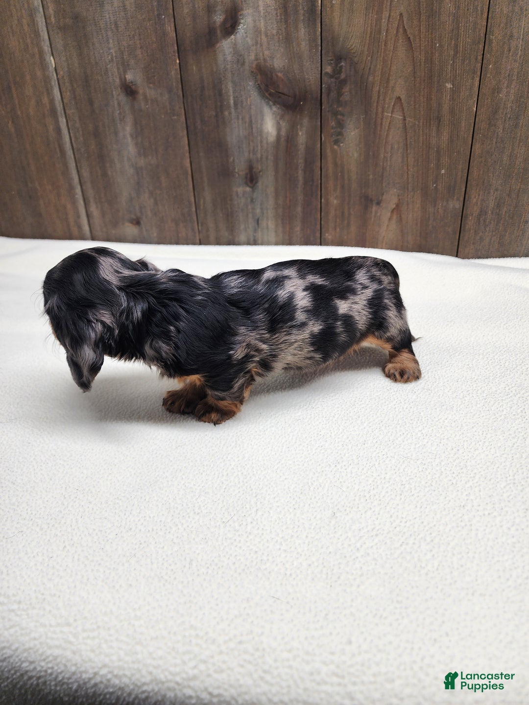 Miniature Dachshund dogs for sale: Miniature Dachshund Puppy 2 - Ad 5