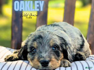 Mixed Breed dogs - Ad 35