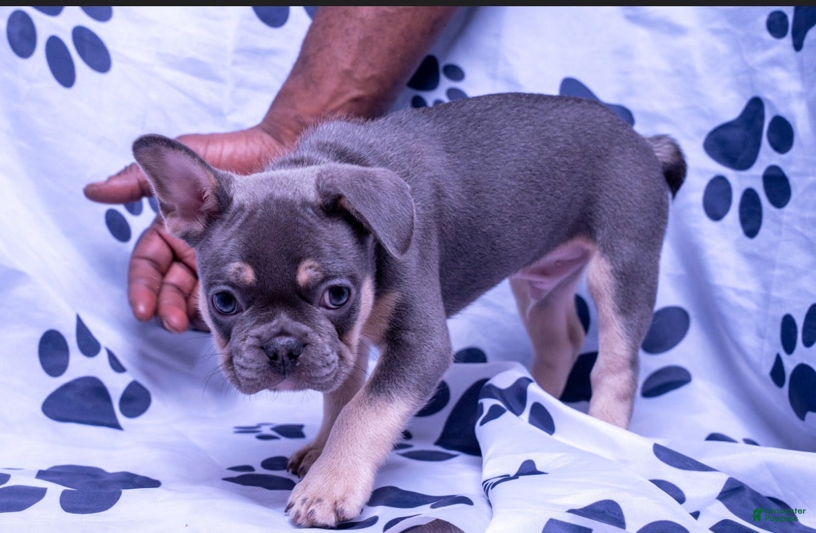 French Bulldog dogs French Bulldog 1 - Ad 21