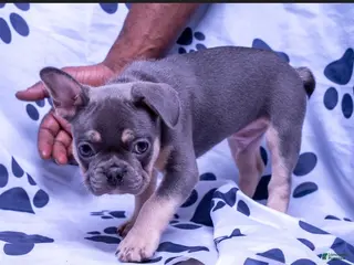 French Bulldog dogs French Bulldog 1 - Ad 21