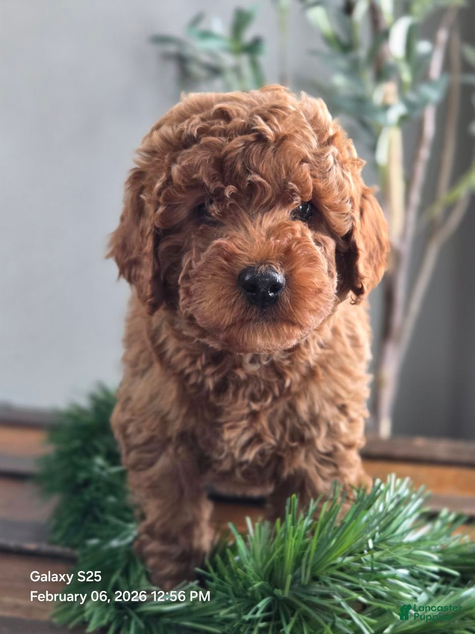 Mini Goldendoodle dogs Ginger  - Ad 8